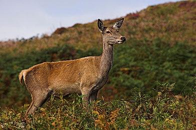 SFC名作RPG对于游戏发展的影响 当年的颠覆创新